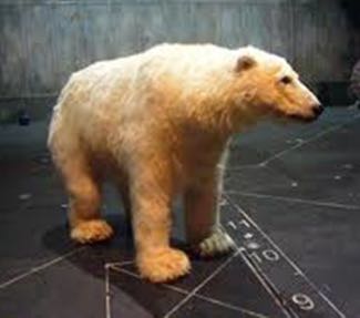greenland-polar-bear x325